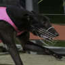 Million Dollar Chase greyhound tests positive to EPO