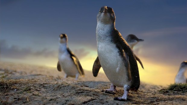 Little penguins on parade at Phillip Island.