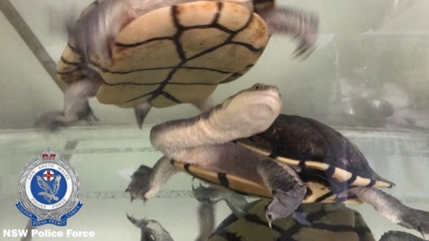 Reptiles, including turtles, were seized from a Belmore property as part of a wildlife smuggling investigation. 