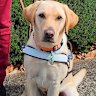 Paula says she had Uber rides cancelled 32 times because she has guide dog. The company is blaming the drivers