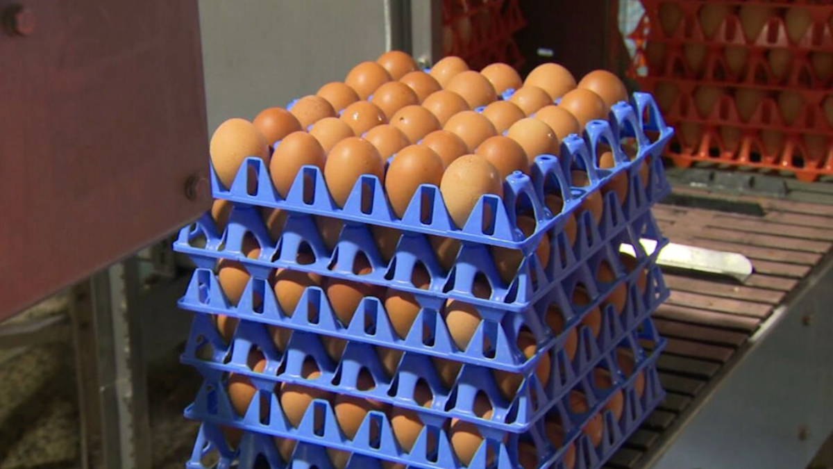 Race to protect flocks with fears for egg prices