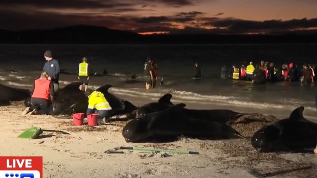 ‘We’d given them names’: Whale rescue volunteers heartbroken over beaching deaths