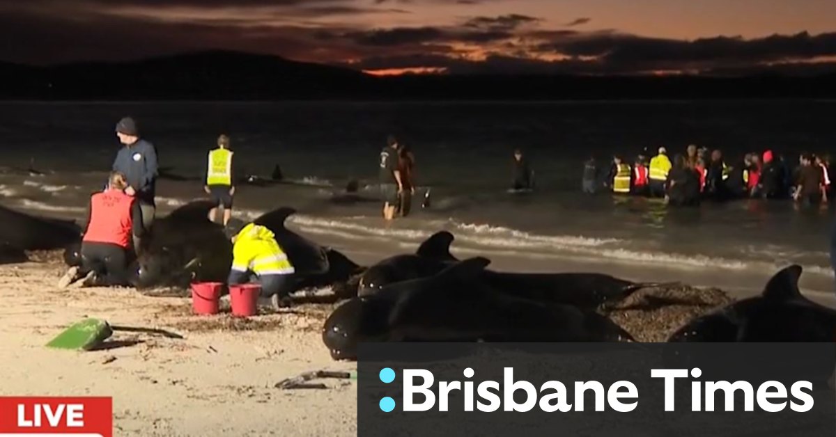 Volunteers distressed as saved whales return to beach - Vimarsana News