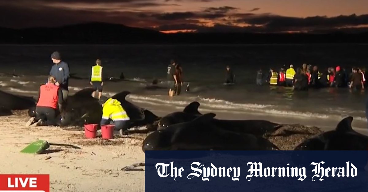 Volunteers distressed as saved whales return to beach - Vimarsana News