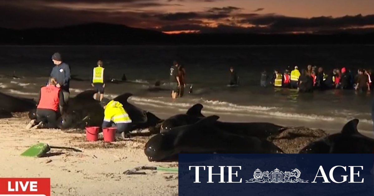 Volunteers distressed as saved whales return to beach - Vimarsana News
