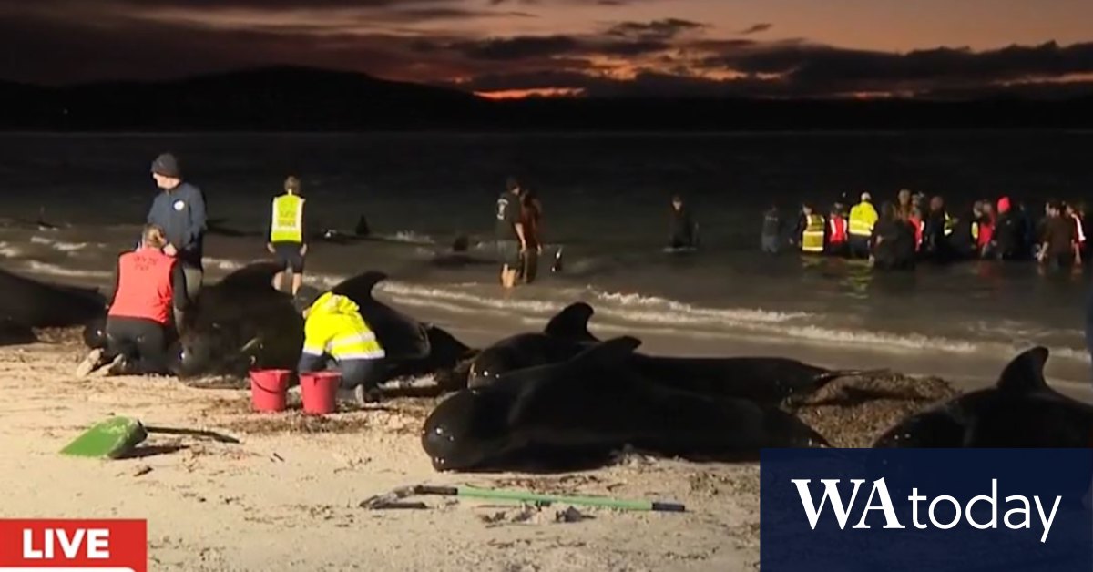 Volunteers distressed as saved whales return to beach - Vimarsana News