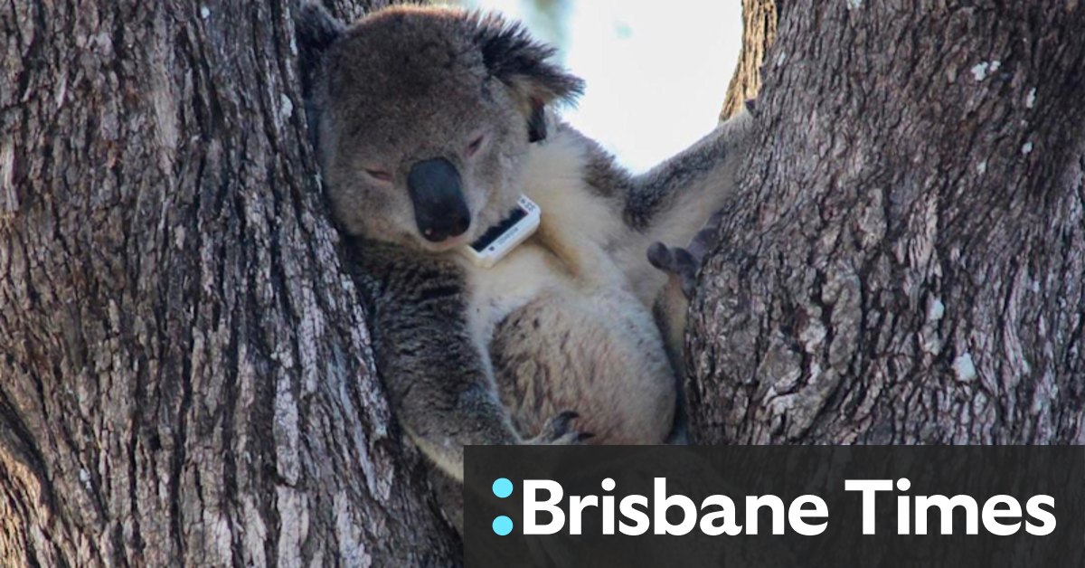 Australian Ceres Tags helping save endangered species such as koala, giraffe - Vimarsana News