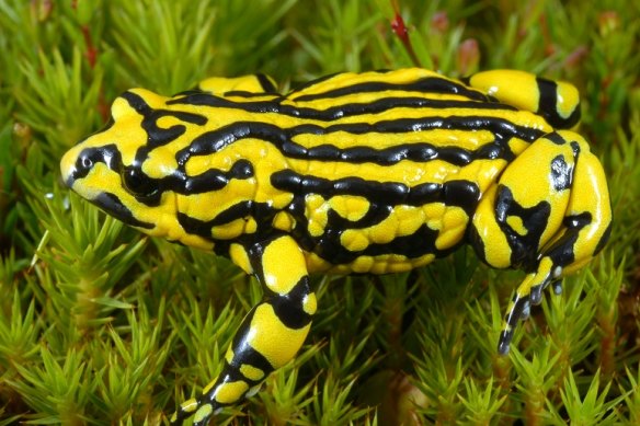 The southern corrobboree frog