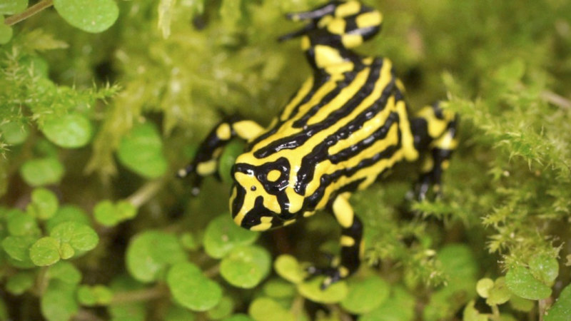 Zoos Release Eggs To Help Corroboree Frogs Leap Out Of - 
