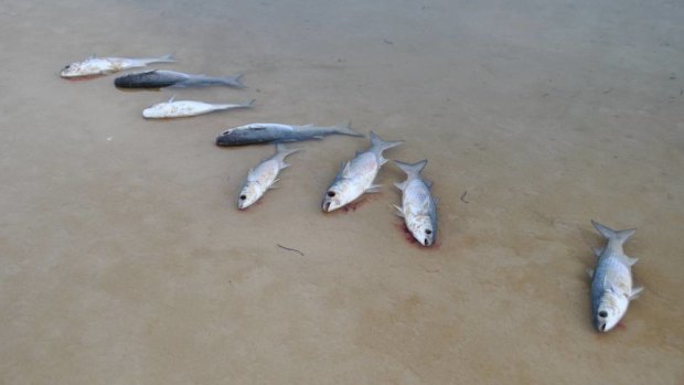 Hundreds of dead fish washed ashore at Lake Conjola.