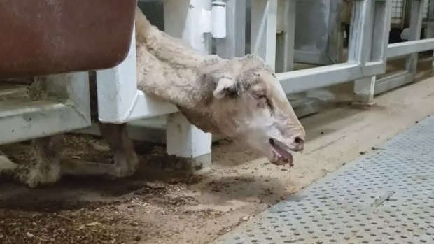 Shocking footage showed sheep dying in horrific conditions on a ship to the Middle East in August last year.