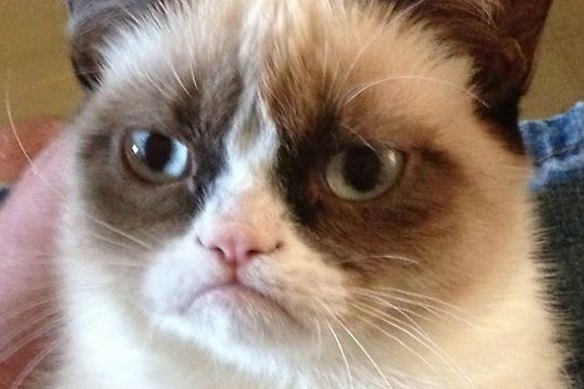 A cat named Tardar Sauce, but known to the internet as Grumpy Cat, became famous for her signature frown, though her owners swore she was actually a sweet girl.