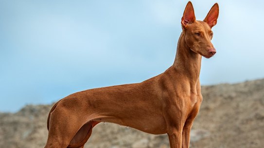 Greyhounds part of burials found in Egypt dating as far back as the Badarian culture, 4000BCE. 