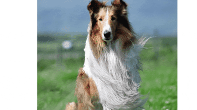 Retrospective highlights Hollywood’s most prominent canine performers