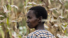 A farmer looks across as swarms of desert locusts feed on her crops, in Katitika village, Kitui county, Kenya. 