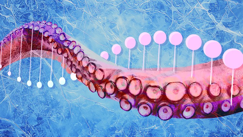 How pink octopus DNA helped scientists predict a global catastrophe