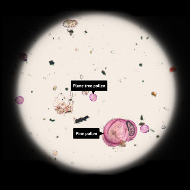 Microscopic pollen.
