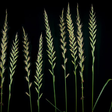 If you suffer from hay fever, you are almost certainly allergic to the pollen from ryegrass.