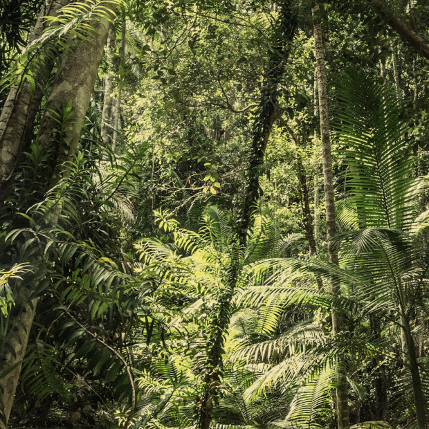 The forest of K’gari, formerly Fraser Island. 