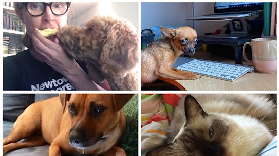 From top left, clockwise: Ginger the groodle (with GW photo editor Tegan Sadlier); Nina the chihuahua; Marcello the ragdoll; Luna the staffie.