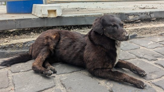 The City of Melbourne wants to reunite this lost taxidermied dog with its owner.