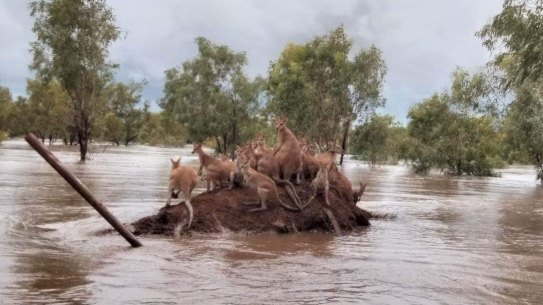 Wallabies crowding on dry land near Fitzroy Crossing.