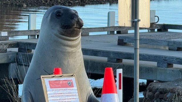 Lonely Neil the Seal now in danger of being loved to death