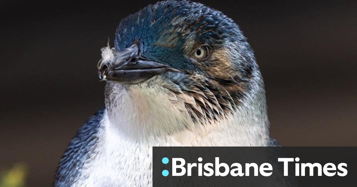 St Kilda penguins could become a paid attraction after pier redevelopment - Vimarsana News