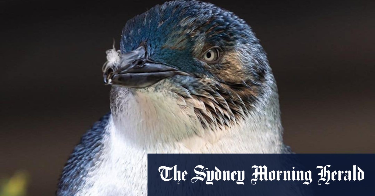 St Kilda penguins could become a paid attraction after pier redevelopment - Vimarsana News