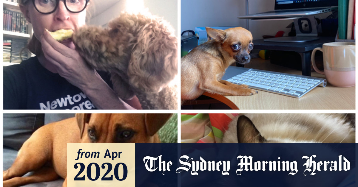 Working Like A Dog How Pets Are Taking Over Home Office Spaces