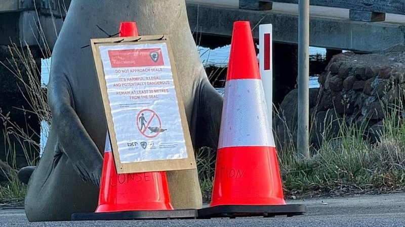 Tasmania’s famous social media seal “Neil” still not fully grown, outlets question behavior