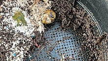 Worms have been stolen from Padbury Community Garden by the handful.
