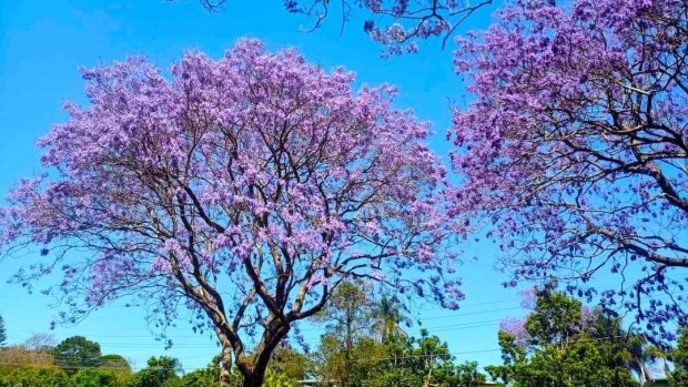 Brisbane’s jacarandas are in full bloom, signalling a significant seasonal shift.