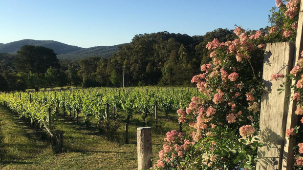 Jinks Creek winery before the weekend's fires.