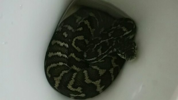 A carpet python, which bit Canberra woman Helen Richards, in the toilet at Mrs Richards' sister-in-law's home in Brisbane.