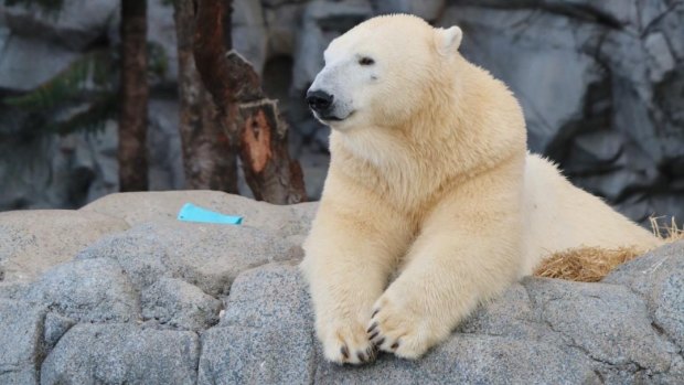 Polar bear Liya died suddenly aged 19 at the weekend in her enclosure at Sea World on the Gold Coast. 