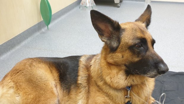 Maggie the German Shepherd became seriously ill after eating pet food from Maffra knackery