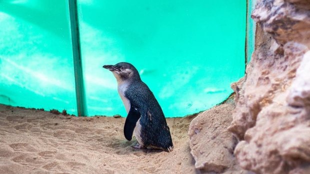 Little penguins can be seen in the discovery centre on Penguin Island. 