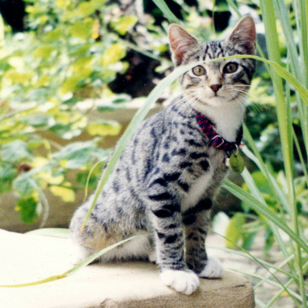 The author’s cat Merlon liked to position himself for pats from passers-by.