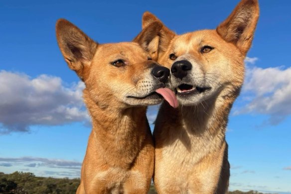 Dingoes Eulalia and Steve were shot and killed in September.