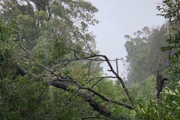A tree on power lines at Milsons Passage.