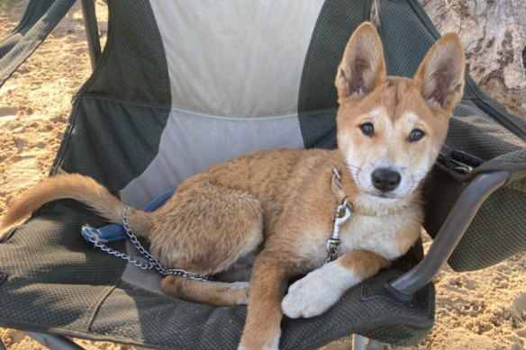Three-month-old WA dingo Bindi likes to get away from it all. 