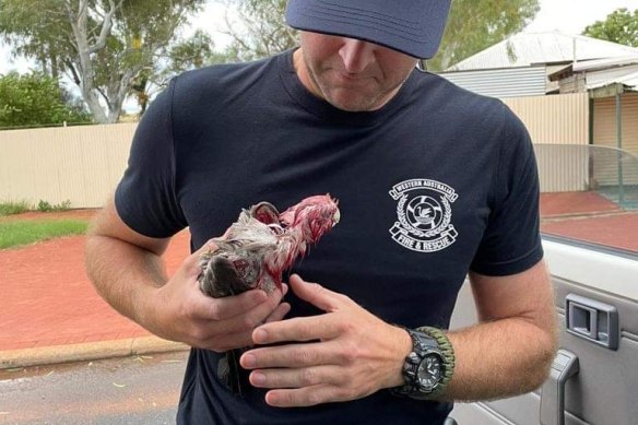 A bedraggled galah is saved. 