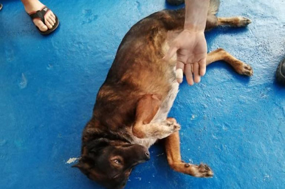 Australia’s strict quarantine laws mean Shaddock’s companion Bella, the dog, will stay in Mexico.