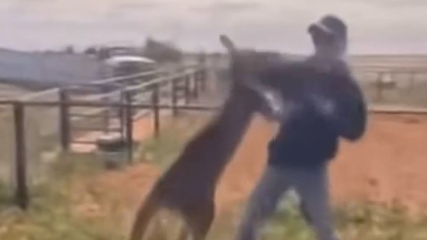 A Broken Hill man was allegedly filmed beating and torturing animals including kangaroos. 