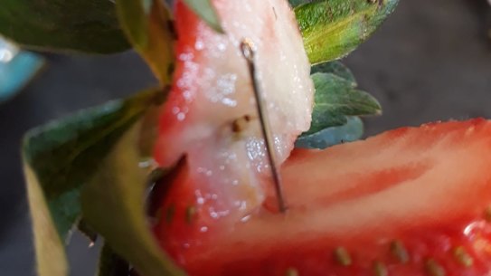 Queensland Premier puts $100,000 bounty on strawberry saboteur