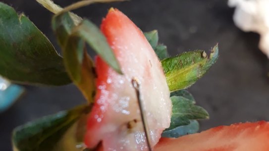 Strawberry farmer 'going through hell' as more needles found