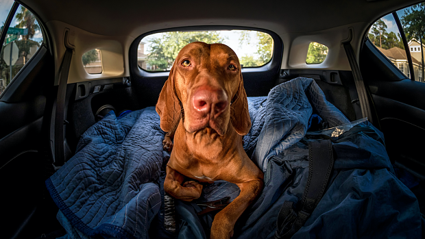Use expert tactics to settle your dog in the car.
