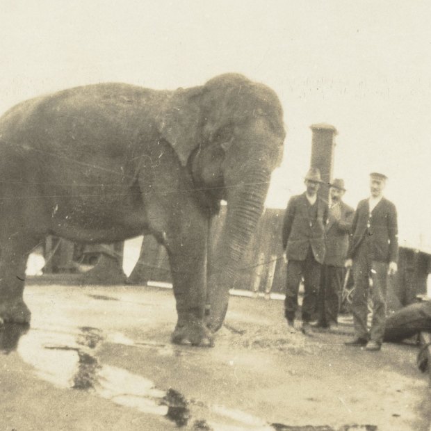 Jessie the elephant en route to Taronga Zoo in 1916.