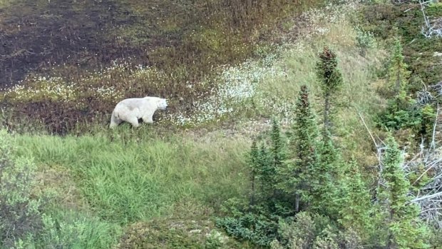 A polar bear encountered during the manhunt in northern Manitoba. 